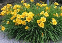 Liliowiec 'Stella de Oro' (Hemerocallis)