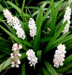 Liriope szafirkowata 'Monroe White' (Liriope muscari)