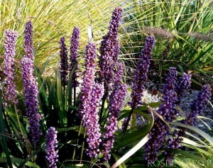 Liriope szafirkowata 'Money Maker' (Liriope muscari)