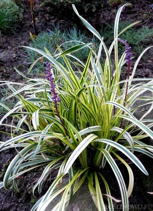 Liriope szafirkowata 'Silver Sunproof' (Liriope muscari)