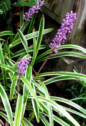 Liriope szafirkowata 'Variegata' (Liriope muscari)