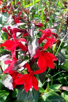 Lobelia okazała 'Starship' (Lobelia speciosa Starship)