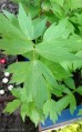 Lubczyk ogrodowy (Levisticum officinale)