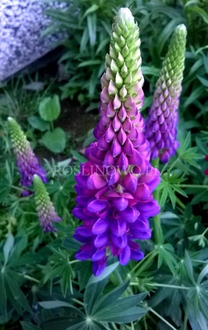Łubin ogrodowy 'Gallery Blue' (Lupinus nanus)