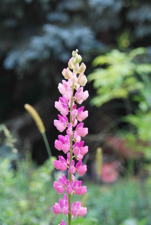 Łubin trwały (Lupinus polyphyllus) mix kolorów