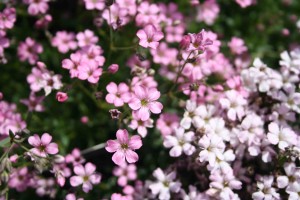 Łyszczec rozesłany (Gypsophila repens) 