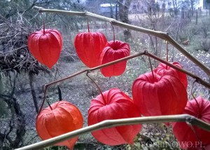 Miechunka rozdęta (Physalis alkekengi)