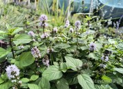 Mięta pomarańczowa 'Granada' (Mentha x piperita)