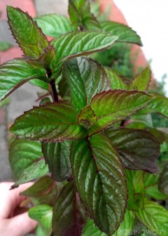 Mięta lawendowa (Mentha)