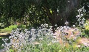 Mikołajek płaskolistny 'Blue Hobbit' (Eryngium planum)