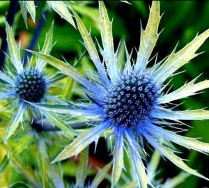 Mikołajek 'Neptune's Gold' (Eryngium zabelii)