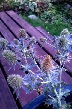 Mikołajek 'Tiny Jackpot' (Eryngium planum) 