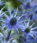 Mikołajek alpejski ‘Blue Star’ (Eryngium alpinum)