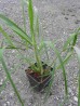 Miłka okazała - Eragrostis spectabilis