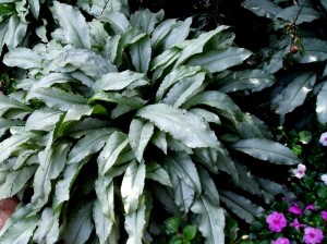 Miodunka 'Majeste' (Pulmonaria 'Majeste')