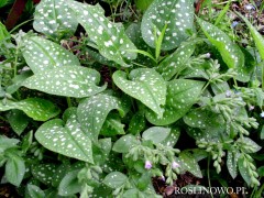 Miodunka plamista 'Trevi Fountain' (Pulmonaria officinalis)