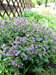 Miodunka plamista 'Trevi Fountain' (Pulmonaria officinalis)