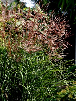 Miskant chiński 'Dronning Ingrid' (Miscanthus sinensis)