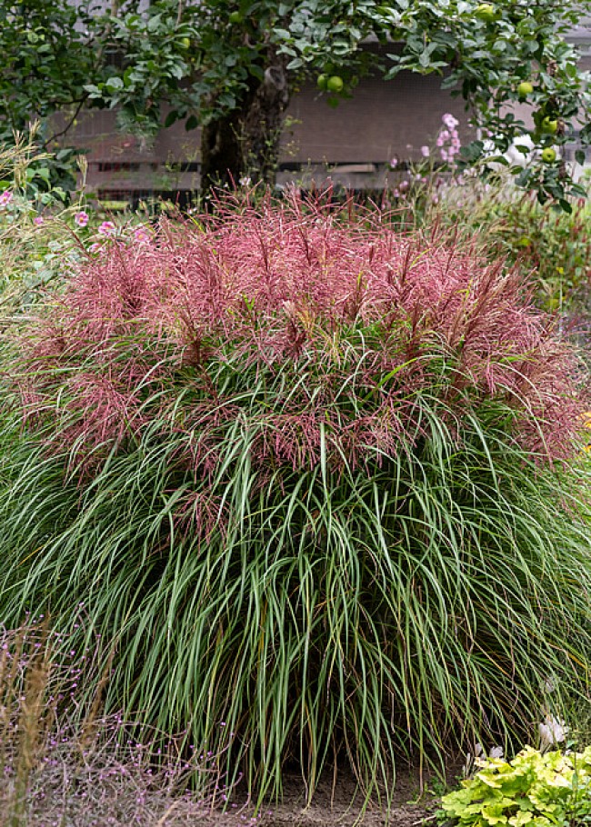 Miskant chiński 'Polonus' (Miscanthus sinensis)