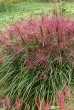 Miskant chiński 'Polonus' (Miscanthus sinensis)