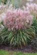 Miskant chiński 'Polonus' (Miscanthus sinensis)