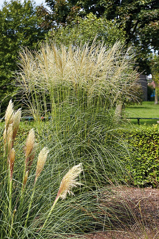 Miskant chiński 'Silberspinne' (Miscanthus sinensis) 