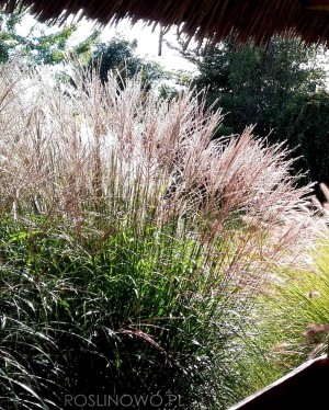 Miskant chiński ‘Adagio’ (Miscanthus sinensis)