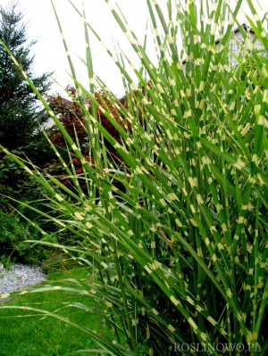 Miskant chiński 'Apache' (Miscanthus sinensis)