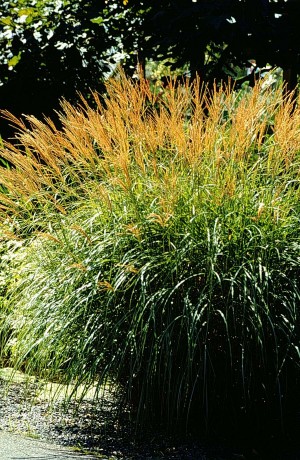 Miskant chiński 'Arabesque' (Miscanthus sinensis)