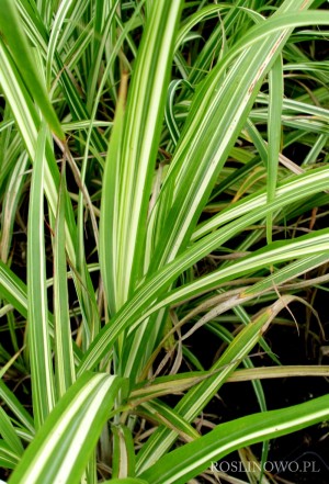 Miskant chiński 'Cabaret' (Miscanthus sinensis)