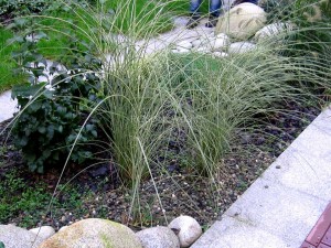 Miskant chiński ‘Cute One’ (Miscanthus sinensis)