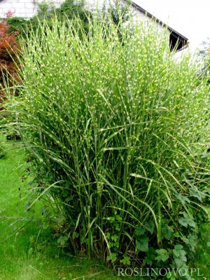 Miskant chiński 'Giraffe' (Miscanthus sinensis)