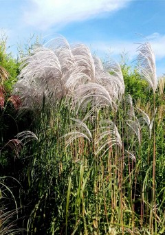 Miskant chiński 'Memory' (Miscanthus sinensis)