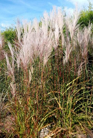 Miskant chiński 'Graziella' (Miscanthus sinensis)