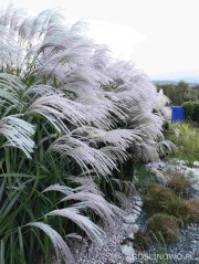 Miskant chiński 'Memory' (Miscanthus sinensis)