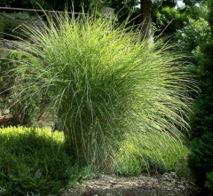 Miskant chiński 'Morning Light' (Miscanthus sinensis) - zestaw 10 sztuk