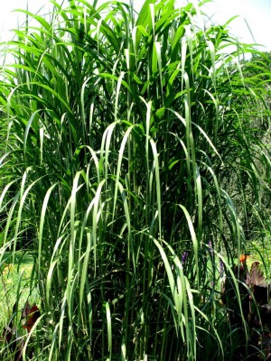 Miskant olbrzymi (Miscanthus x giganteus)