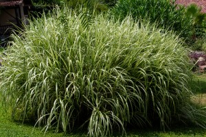 Miskant chiński 'Variegatus' (Miscanthus sinensis)