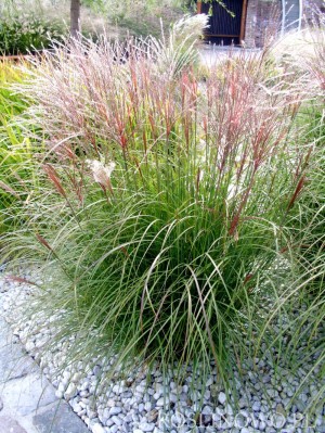 Miskant chiński 'Yaku Jima' (Miscanthus sinensis)