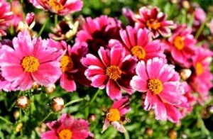 Nachyłek ‘Cranberry Ice’ (Coreopsis hybrida)