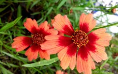 Nachyłek ‘Desert Coral’ (Coreopsis)