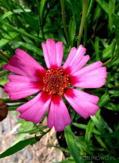 Nachyłek ‘Garnet’ (Coreopsis)