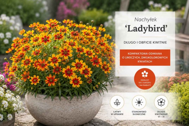 Nachyłek 'Ladybird' (Coreopsis)