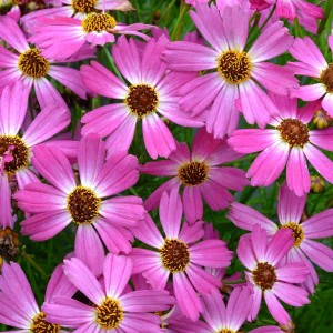 Nachyłek ‘Pink Sapphire’ (Coreopsis hybrida)