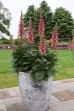 Naparstnica mieszańcowa ‘Rising Phoenix’ (Digitalis hybrida) 