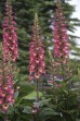 Naparstnica mieszańcowa ‘Rising Phoenix’ (Digitalis hybrida) 