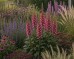 Naparstnica mieszańcowa ‘Rising Phoenix’ (Digitalis hybrida) 