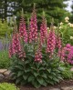 Naparstnica mieszańcowa ‘Rising Phoenix’ (Digitalis hybrida) 