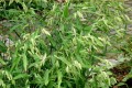 Obiedka szerokolistna (Chasmanthium latifolium)