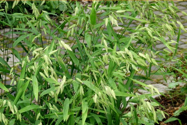 Obiedka szerokolistna (Chasmanthium latifolium)